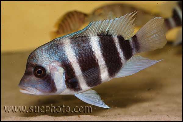 Cyphotilapia gibberosa 'Samazi'